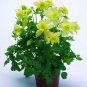 Aquilegia Spring Magic Yellow 1,000 seeds