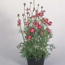 Anemone multifida Annabella Deep Rose 1,000 seeds