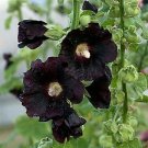 Alcea Henry Eight Black 1,000 seeds