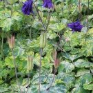 Aquilegia vulgaris-lime Frost 1,000 seeds