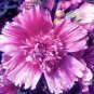 Alcea rosea Queeny Purple 1,000 seeds
