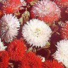 Bellis perennis Super Enorma Mix 2,000 seeds