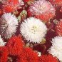 Bellis perennis Super Enorma Mix 2,000 seeds