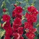 Alcea rosea Chater Scarlet 1,000 seeds