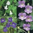 Asarina Shooting Stars Mix 1,000 seeds