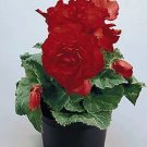 Begonia Nonstop Red 1,000 seeds
