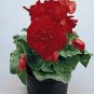 Begonia Nonstop Red 1,000 seeds