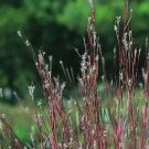 Andropogon scoparius UltraClean 2,000 seeds