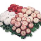 Bellis perennis Habanera PL Mix 2,000 seeds