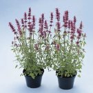 Agastache astromontana Pink Pop 1,000 seeds