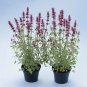 Agastache astromontana Pink Pop 1,000 seeds