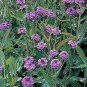 Verbena rigida 500 seeds