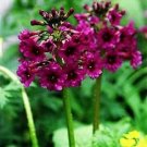 Primula japonica Carminea 2,000 seeds