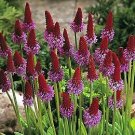 Primula vialii 1,000 seeds