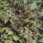 Angelica atropurpurea 1,000 seeds