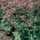 Astrantia major Primadonna 1,000 seeds
