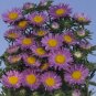 Aster azureus 1,000 seeds