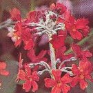 Primula japonica Millers Crimson 1,000 seeds