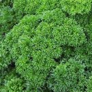 Parsley Wega Moss Curl Petroselinum 2,000 seeds