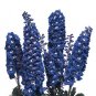 Delphinium Magic Fountain Dark Blue-White Bee 1,000 seeds