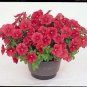 Petunia Mini Max Coral 2,000 seeds