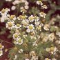 Feverfew Tanacetum parthenium 2,000 seeds