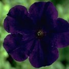 Petunia Carpet Blue 2,000 seeds