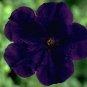 Petunia Carpet Blue 2,000 seeds
