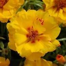 Portulaca Happy Hour Banana 2,000 seeds