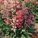 Penstemon barbatus Rondo Mix 2,000 seeds