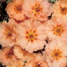 Portulaca Sundial Mango 2,000 seeds