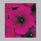 Petunia Celebrity Burgundy 2,000 seeds
