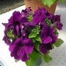 Petunia LimboGP Deep Purple 1,000 seeds