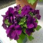 Petunia LimboGP Deep Purple 1,000 seeds