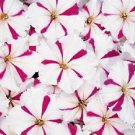 Petunia Celebrity Burgundy Star 2,000 seeds