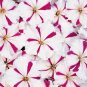 Petunia Celebrity Burgundy Star 2,000 seeds