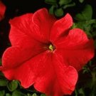 Petunia Titan Red 2,000 seeds