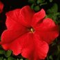 Petunia Titan Red 2,000 seeds
