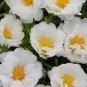 Portulaca Happy Trails White 2,000 seeds