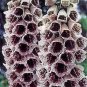 Digitalis purpurea Pams Choice 2,000 seeds