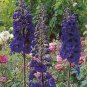 Delphinium Pacific Giant Blue Jay 1,000 seeds