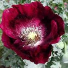 Papaver Laurens Springer Grape 2,000 seeds