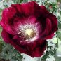 Papaver Laurens Springer Grape 2,000 seeds