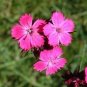 Dianthus carthusianorum 2,000 seeds