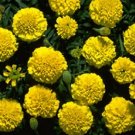 Marigold Boy Yellow 2,000 seeds