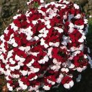 Nemesia Danish Flag 2,000 seeds