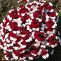 Nemesia Danish Flag 2,000 seeds