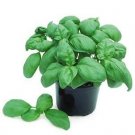 Basil Gecofure 2,000 seeds