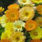 Calendula Dawn Mix 1,000 seeds