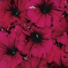 Petunia Aladdin Burgundy 1,000 seeds